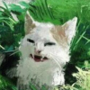 Oblivion Cat
