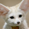 Kitsune96