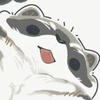 Black_raccoon