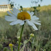 Avis Caerulea-Aurora