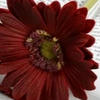 Gerberas