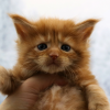 GattoFelice