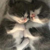 catearrect