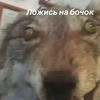 Овеликий131автобус
