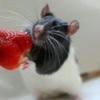 Rattus Sapience