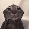 Никотосанос