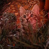 Котик Кана