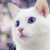 AgnijaCat