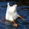 GooseButt