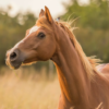 VampireHorse