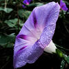 Ipomoea