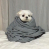 cold player